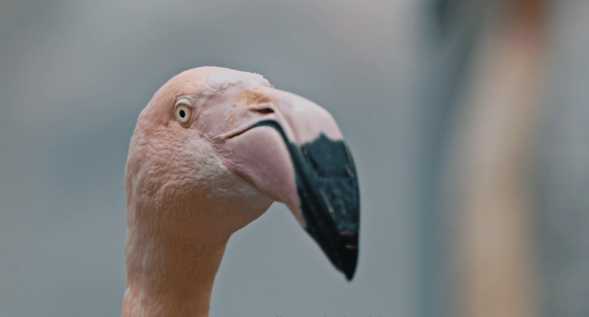 Nærbillede af en flamingo i Odense Zoo